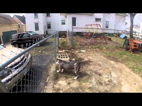 The battle Pitbull Vs. Bunny