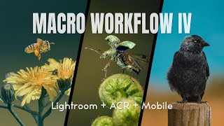 Make Your Photos Incredible in One Click | Macro Workflow IV Lightroom Presets
