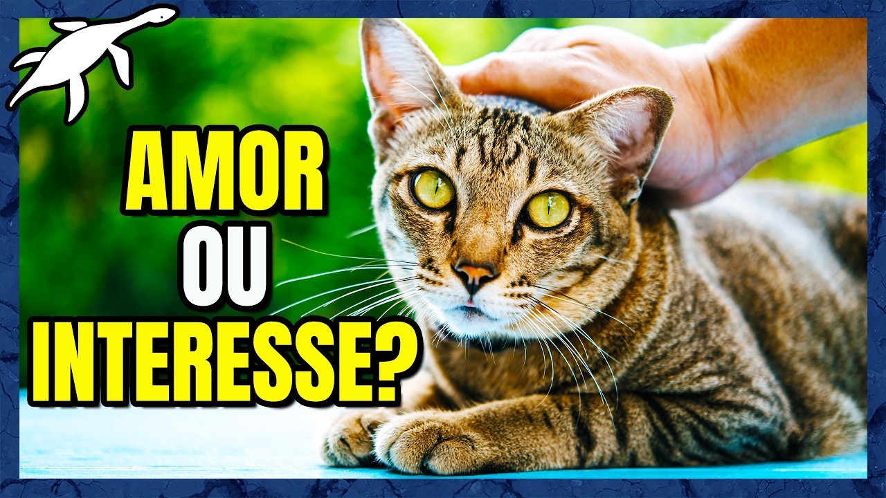 A HISTÓRIA dos GATOS: de PREDADORES a COMPANHEIROS