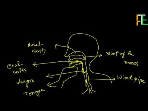 Phonetics : The Articulation of Speech Sounds. The Phonatory and other systems.        ||FTE||