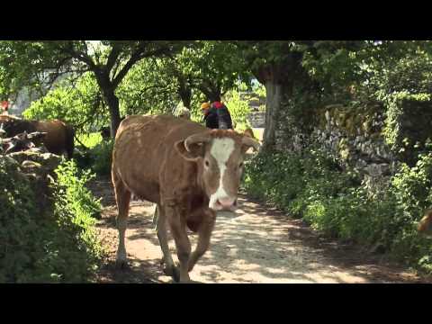Walking The Camino: Six Ways To Santiago (2013) Official Trailer