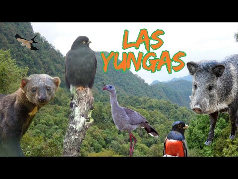 La Selva Secreta de JUJUY * P. N. Calilegua