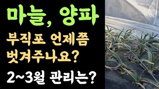 마늘, 양파재배???? 덮어준 월동부직포 언제 벗겨주나요? 2~3월 비료, 병해충 관리는?