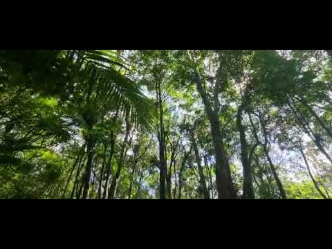 Meu Deus - Pad Valdete - O Livrinho do Apocalipse - Santo Daime