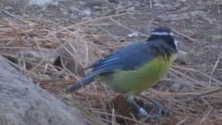 Download lagu African Blue Tit (Tenerife race) mp3 Download lagu African Blue Tit (Tenerife race) mp3
