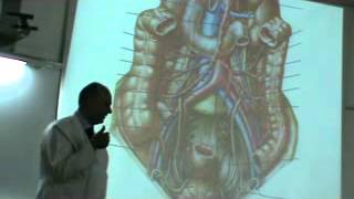 Dr Sherief Da3m Abdomen 6 "Jeujenum -ileum -superior mesentric artery "