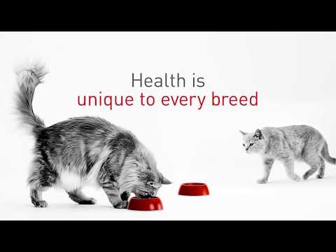 Cat Breed Nutrition: Health is unique to every breed