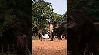Download lagu Chemmarappally Manikyam | Kumki Tamil Movie Elephant mp3 Download lagu Chemmarappally Manikyam | Kumki Tamil Movie Elephant mp3