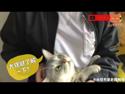 смешные видео про кошек , собак и животных | funny videos about cats 64  #cat #animals #funnycats