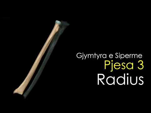 Radius-[Anatomia e Njeriut][Gjymtyra e Siperme][Pjesa 3]