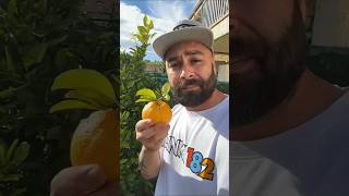 Download lagu Want to Try my Oranges? 🍊#shrot mp3