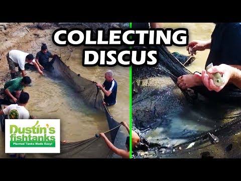 Discus Collecting, Attempt to hunt up some Discus around a fallen tree in the Amazon