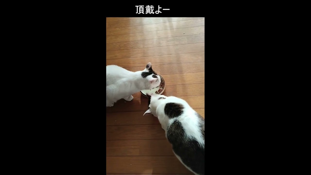 猫ニャンにゃんニャン