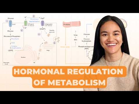 Gallery Detail: Hormonal Regulation Of Fuel Metabolism Insulin Glucagon And