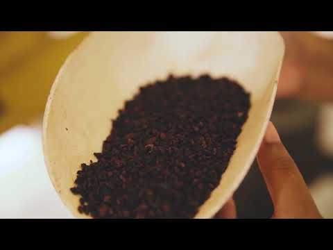 CONACADO (Dominican Republic) How is cocoa made?