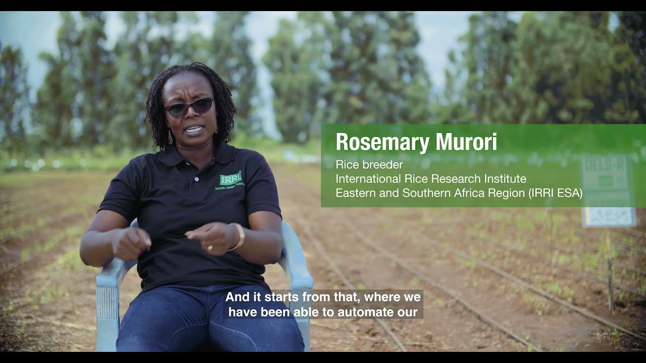 Crops to End Hunger in Kenya: providing support to Kiboko, Mwea and Kephis research stations