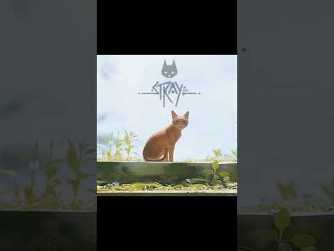 Esse jogo é relaxante #stray #straycat #annapurna #gatos #relaxing #gameedit #cat #edit #animal