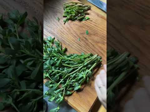 How we make use of weeds like purslane in our vegetable garden! #gardening #gardentips #foraging