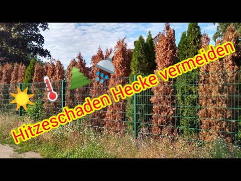 Thuja Hecke bei Hitze gießen Eibe Lebensbaum Hitzewelle Hitzeknall braune Stellen Hitzeschaden Hecke