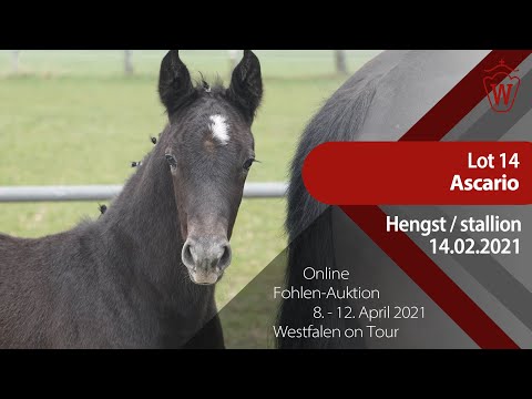 Fohlen-Auktion "Westfalen on Tour" 8.-12. April Lot 14 Hengst v. Asca Z-Diarado