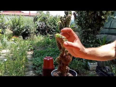 How to grow cactus form cutting Cereus peruvianus 'monstose'