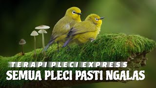 Download lagu SEMUA PLECI PASTI NGALAS | terapi pleci betina express mp3