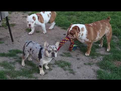 Fluffy Frenchie vs Exotic Bully , $100k in my backyard
