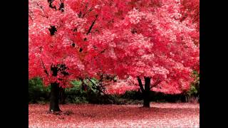 [Tony Adamo] - Autumn Leaves