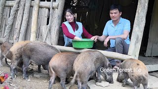 Mai and Robert went up the mountain and prepared to move the pigs back home. Green forest life 