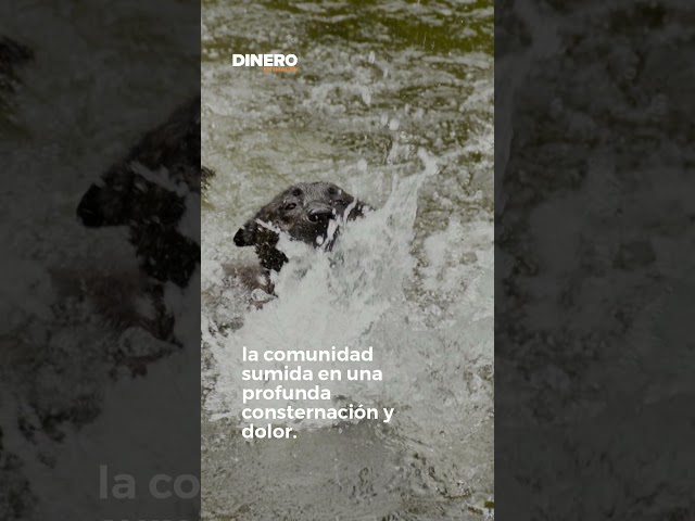 Actualidad - Rescatan perrito náufrago en el Golfo de México