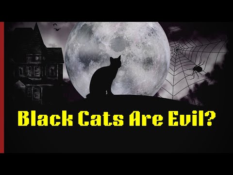 Are Black Cats Really Evil? | An Open Letter