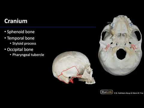 Larynx, Pharynx, and CST - Osteology of the Larynx and Pharynx