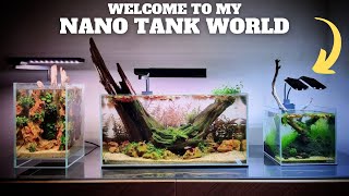 WELCOME TO MY NANO TANK WORLD - RELAXING CINEMATIC AQUARIUMS - SHALLOW TANK DRIFTWOOD - DRAGON STONE