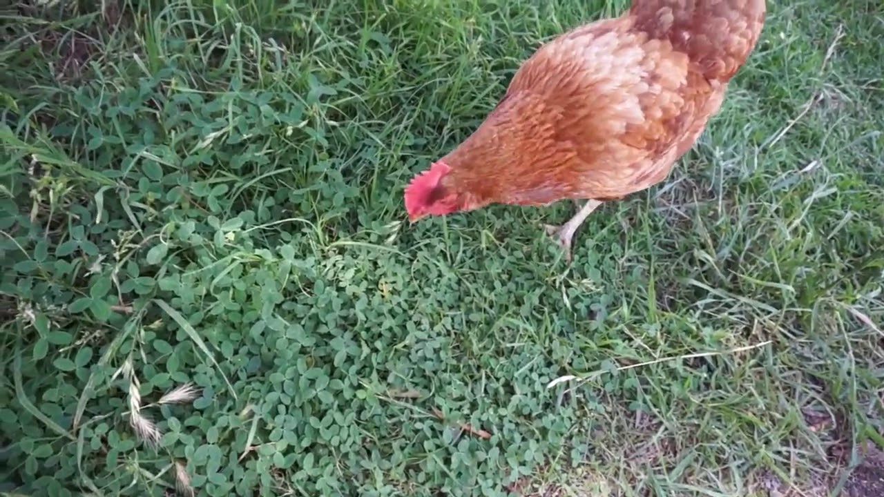 HilltopsEggsSoundsofSpring mp4