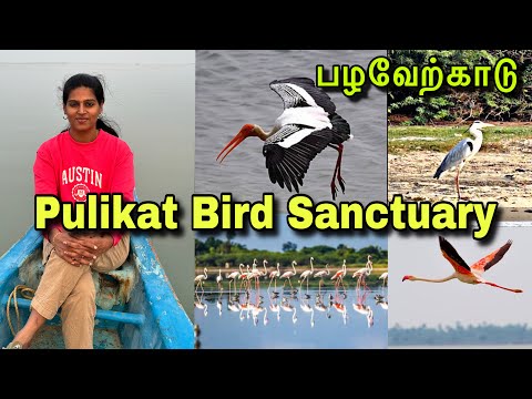 One Day Trip From Chennai - PULICAT BIRD SANCTUARY | Pulicat Lake| Must Visit Place