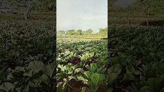 * Film Heart Touching Romantic Siddhant \u0026 Rachana *.