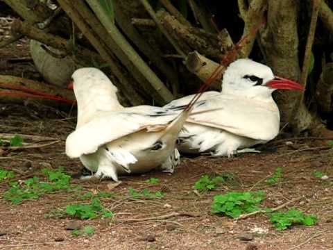 Red-tailed Tropicbird pair