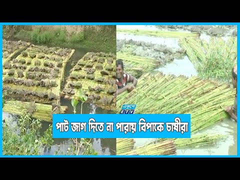পানির অভাবে পাট জাগ দিতে না পারায় বিপাকে চাষীরা