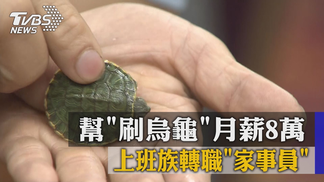 上班族轉職！家事員幫「刷烏龜」　月薪8萬