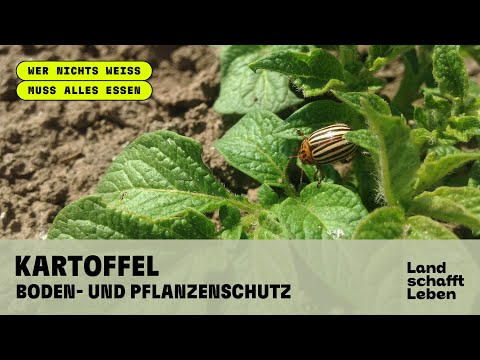 KARTOFFEL (3/4) - Boden- und Pflanzenschutz