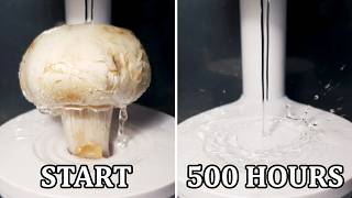 Water Running on a Mushroom 24/7 - Time Lapse