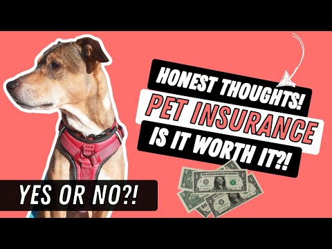 Pet Insurance: Is it Worth it? How to choose a policy.