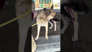 Video preview image #1 German Shepherd Dog Puppy For Sale in Pasadena, CA, USA