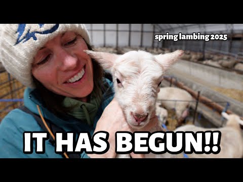 THEY HAVE ARRIVED!! ~ Spring Lambing 2025 has begun!
