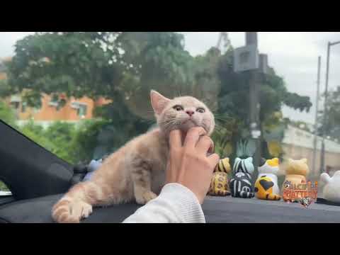 I got a new cat slave already !!! U are late !!!!我已經有貓奴了！