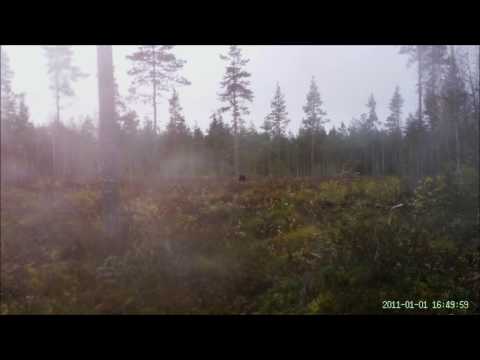 A bull moose meets TARVAS