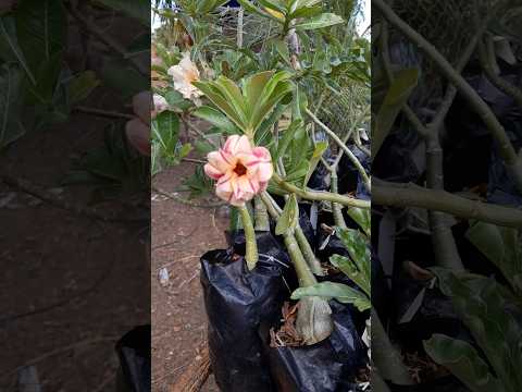 diversas flores de rosas do deserto #rosadodeserto#plantas#flores#nordeste#piauí#jardinagem