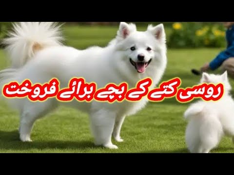 Russian Dog Puppies Available For Sale In Pakistan | Pink Nose |