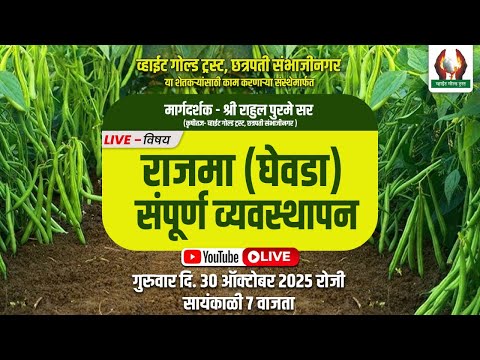 राजमा (घेवडा) संपूर्ण व्यवस्थापन