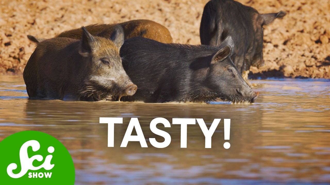 7 Times Invasive Species Actually Helped